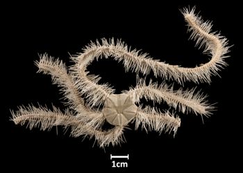 Media type: image;   Invertebrate Zoology OPH-2276 Aspect: dorsal